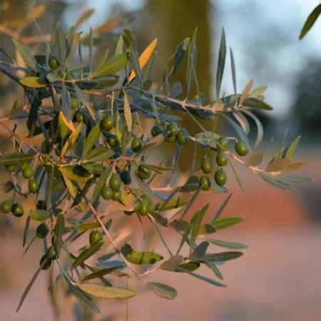 Апартаменты Scenic In With Pool Казоле-д'Эльса