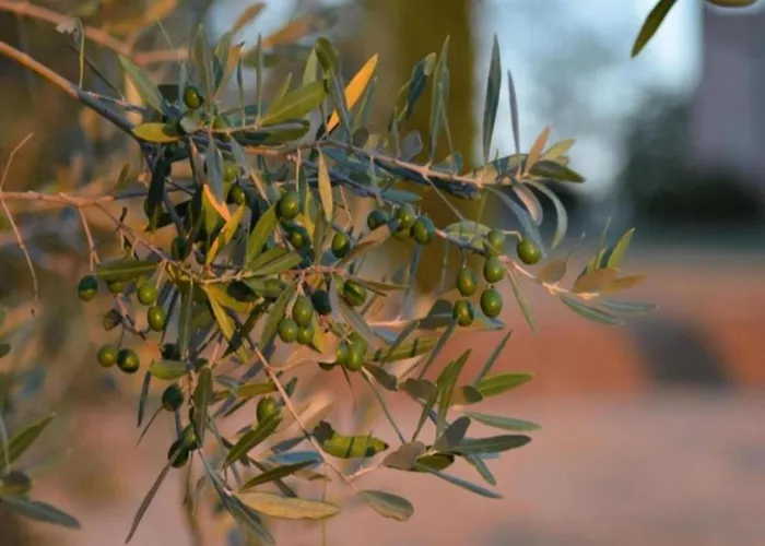 Apartment Scenic In With Pool Casole dʼElsa